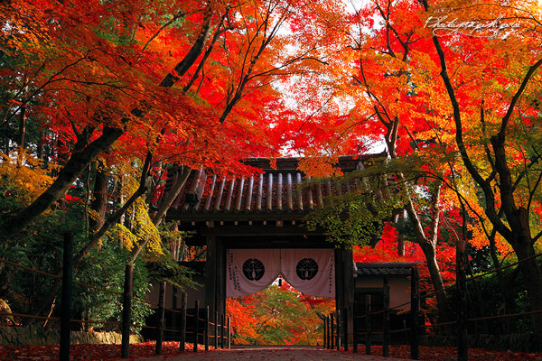 西山三山の一つで、長岡京市にある「光明寺」紅葉