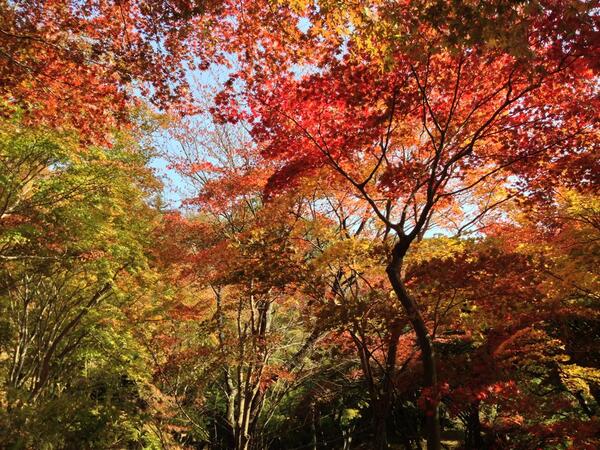 笠置寺は紅葉の穴場