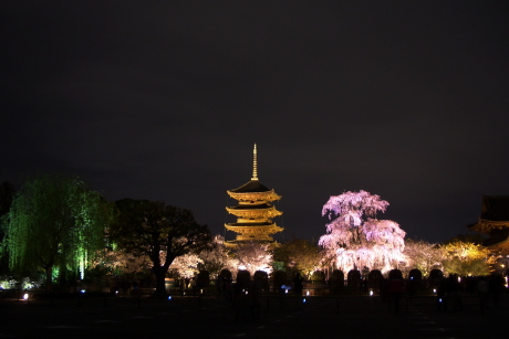 東寺のライトアップは桜が素敵