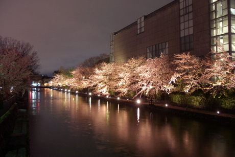 岡崎琵琶湖疎水の桜並木