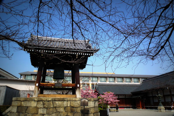 京都　河津桜