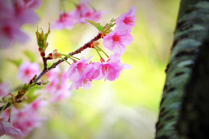 京都の早咲き桜の名所は？