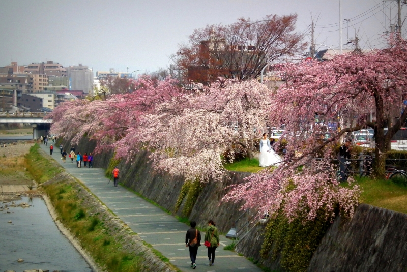 京都の桜の名所・穴場 お教えします。