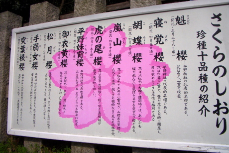 桜の名所中の名所　平野神社