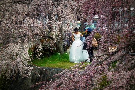 南禅寺・哲学の道方面の桜　　桜開花情報2016.3.30