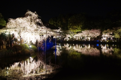 平安神宮のライトアップ「紅しだれコンサート2016」