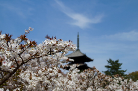 京都の遅咲き桜の代表格、仁和寺の御室桜