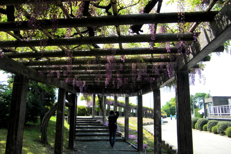 京都の藤の花　見どころ