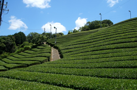 京都の茶畑
