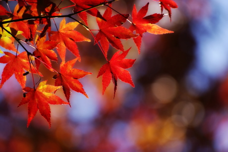 京都紅葉の見どころを一気にご紹介 素敵度128%