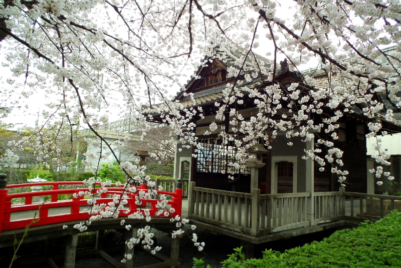 六孫王神社｜桜の穴場＆名所